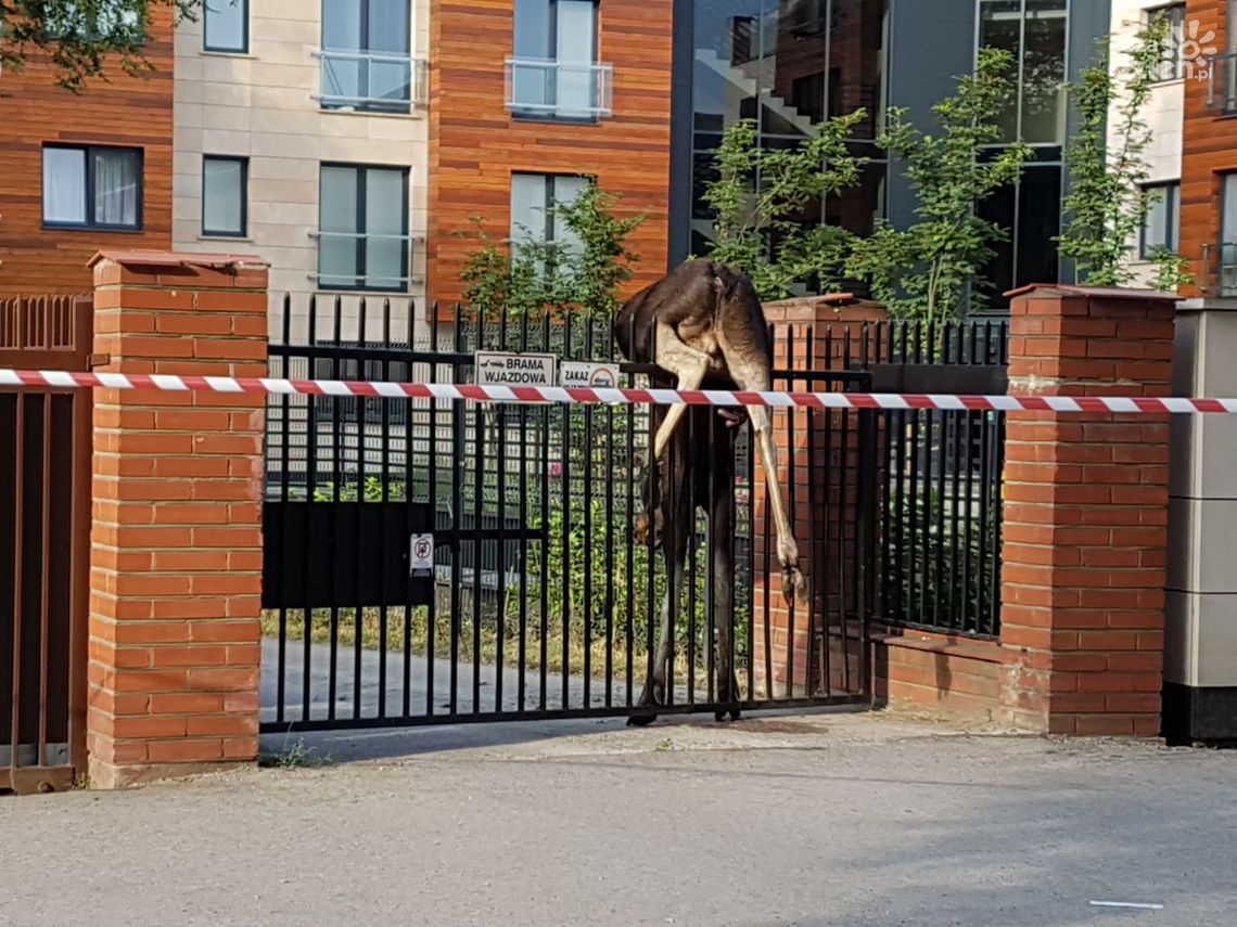 Łoś zawisł na ogrodzeniu w centrum Radomia