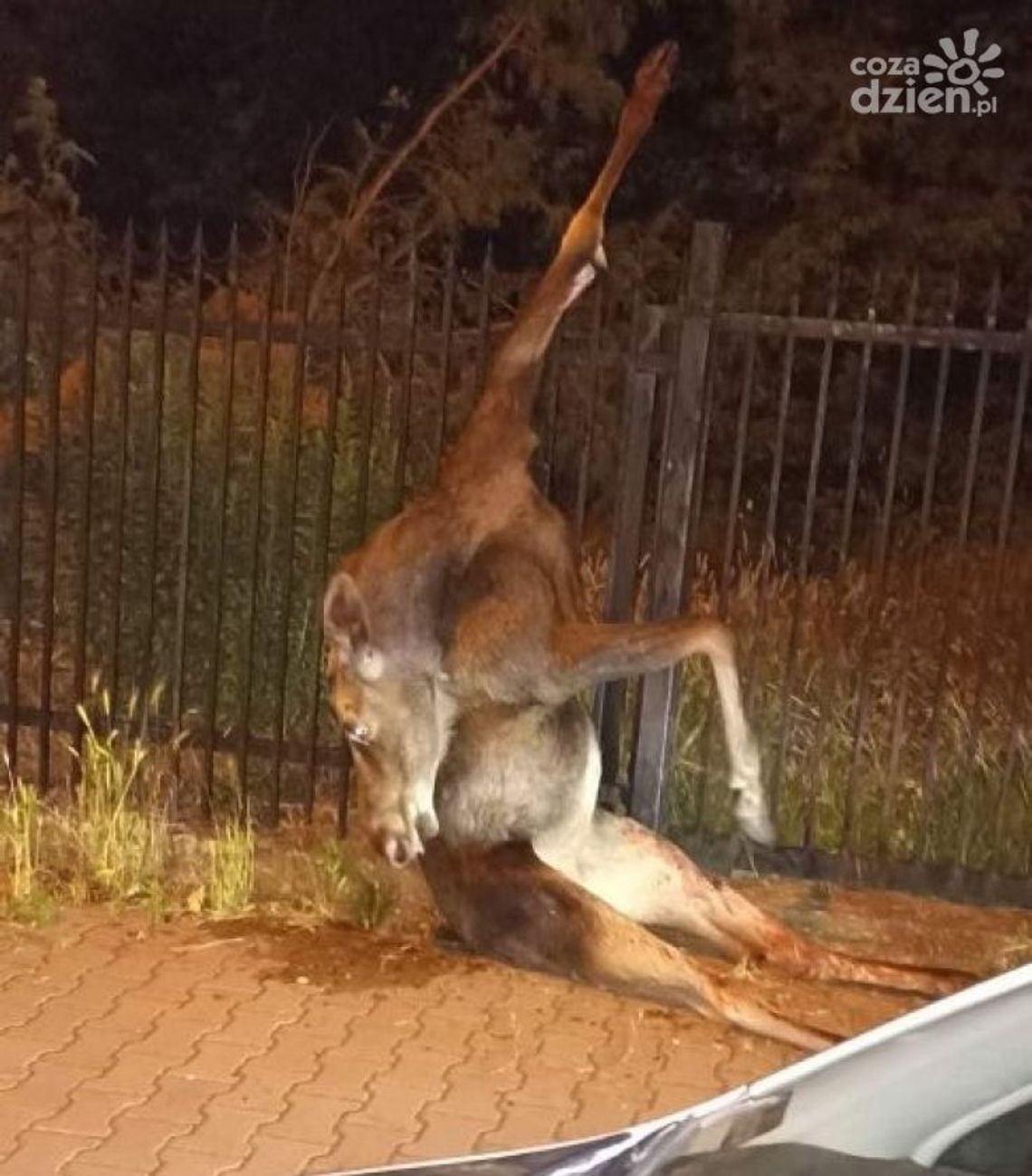 Łoś zginął na ogrodzeniu
