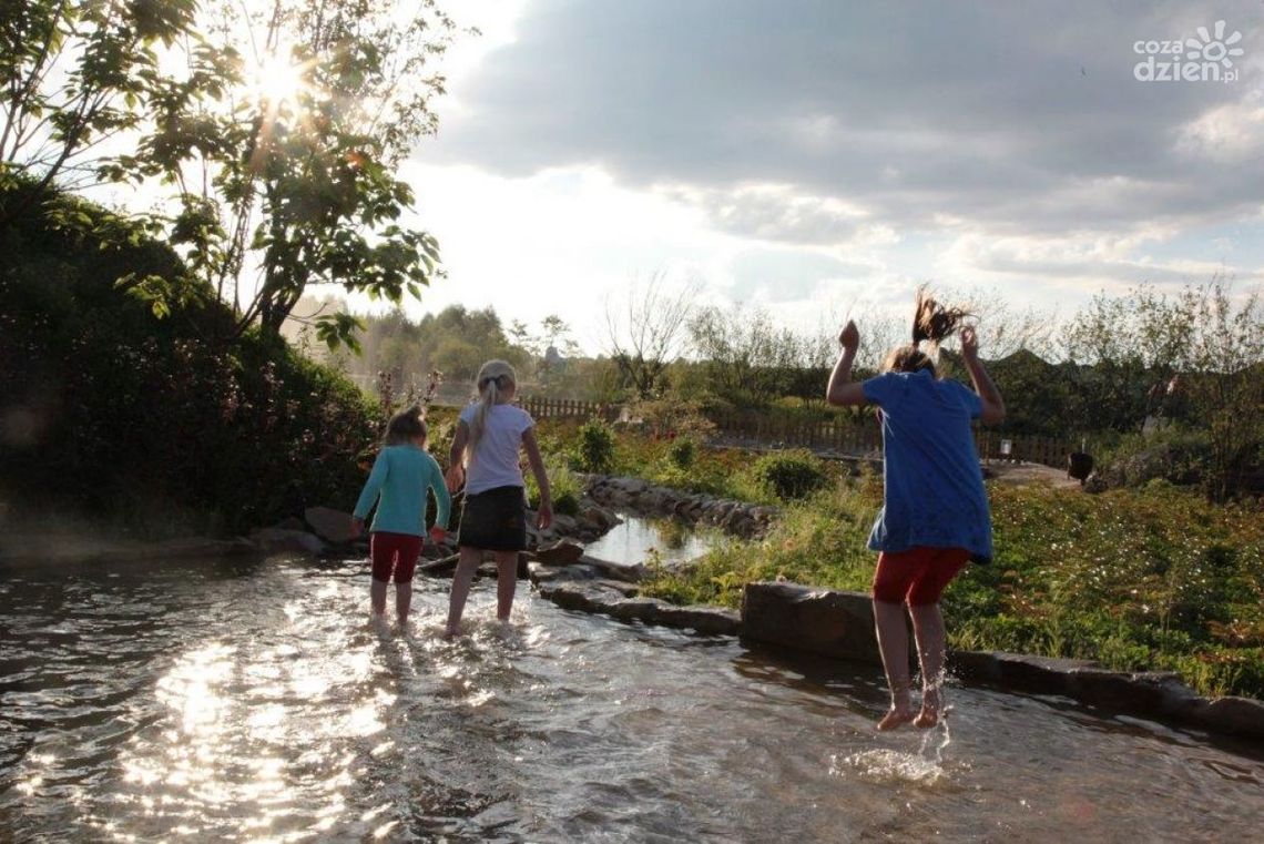 Magiczne Ogrody - WYNIKI Z CZWARTKU