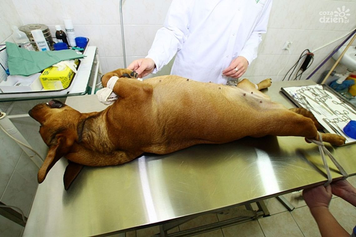 Maja na ostrzu noża!