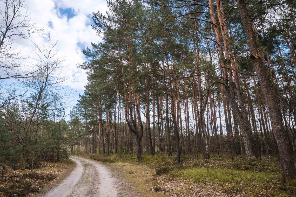 Majówka w lesie? Kulturalnie i z głową