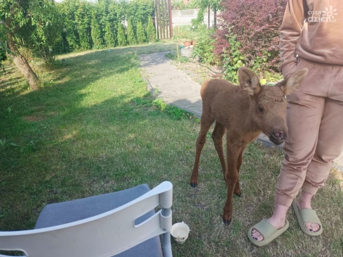 Mały łoś uratowany! Mały łoś uratowany!