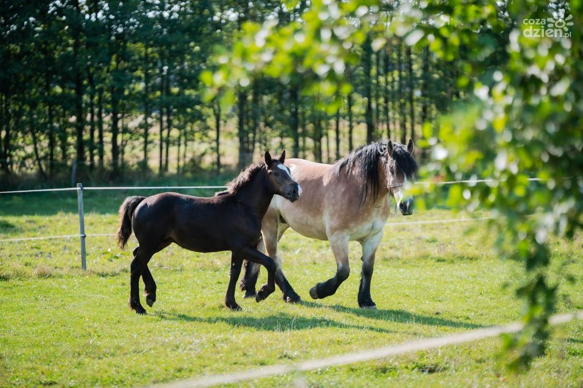 Mapa wyprawy rowerowej Co Za Jazda! Rzeczniów