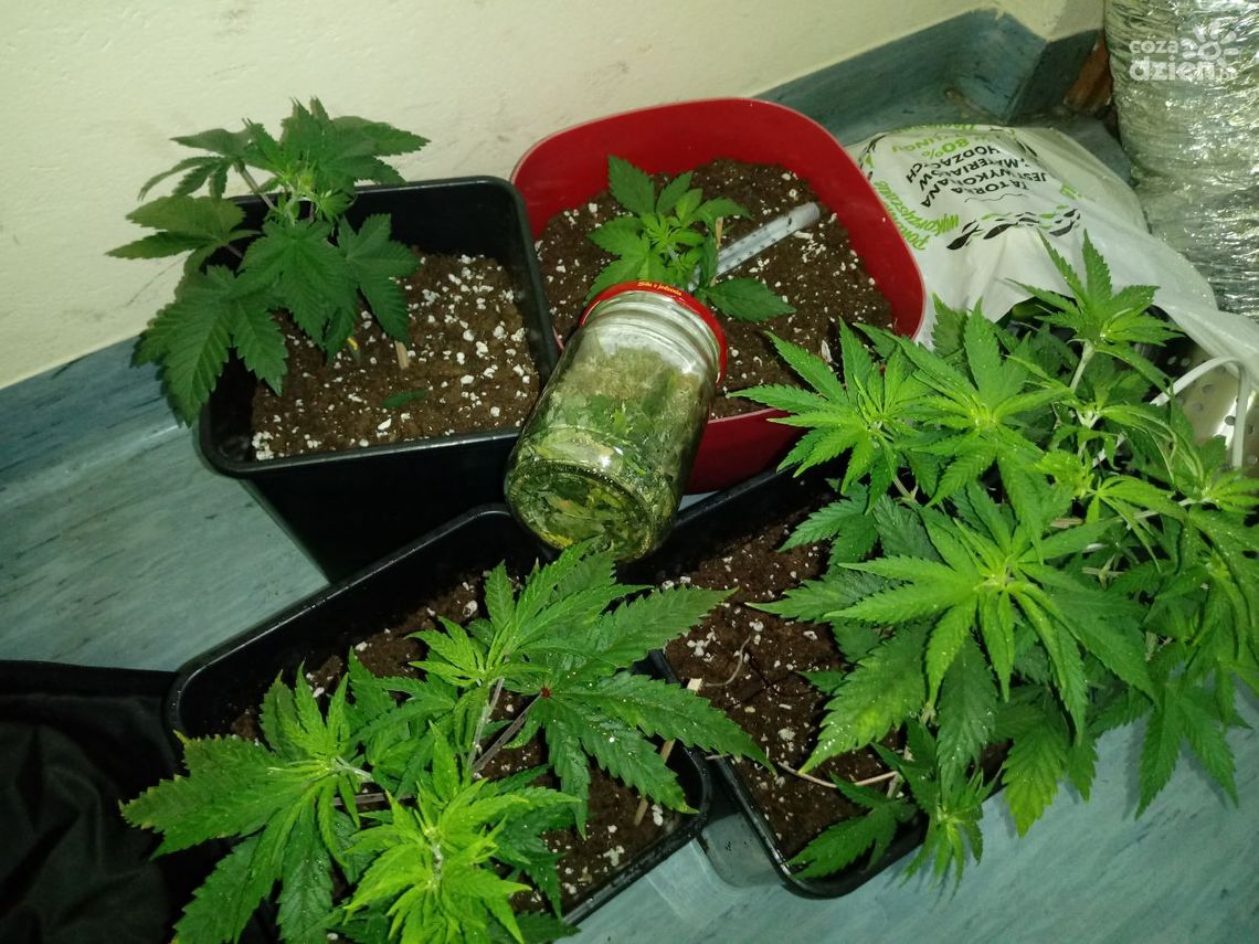 Marihuanę hodował w bloku Marihuanę hodował w bloku