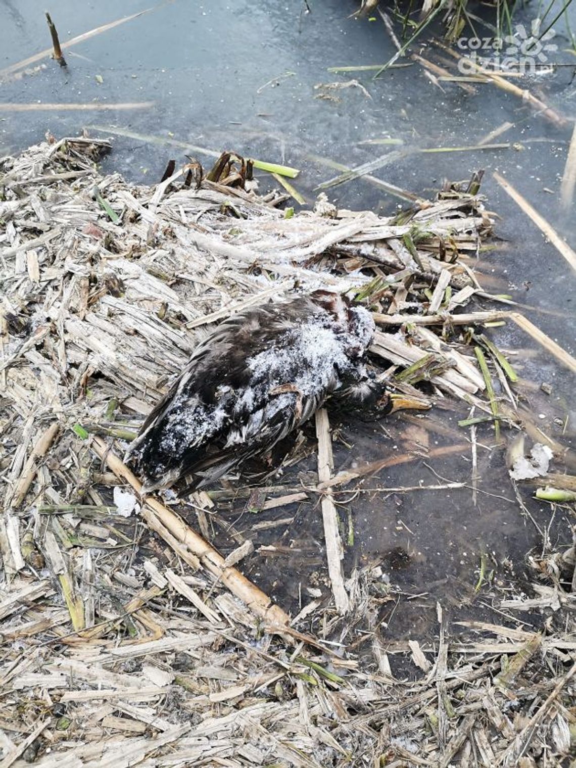 Martwe kaczki na Gołębiowie. Zdechły z przejedzenia Martwe kaczki na Gołębiowie. Zdechły z przejedzenia
