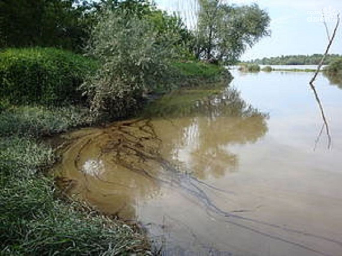 Mazut nie zaszkodził Wiśle?