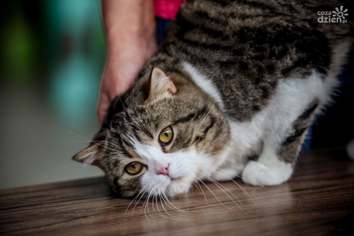 Międzynarodowa Wystawa Kotów Rasowych [ZDJĘCIA]