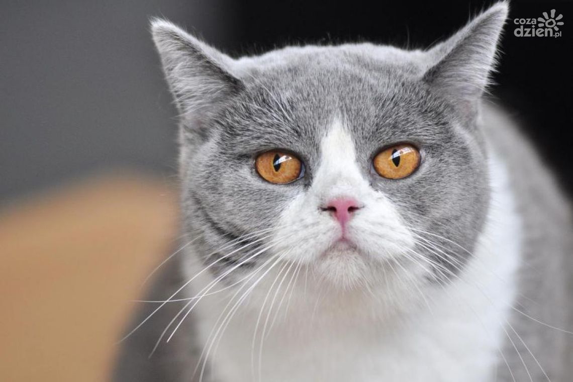 Międzynarodowy Dzień Kota. Może adopcja?