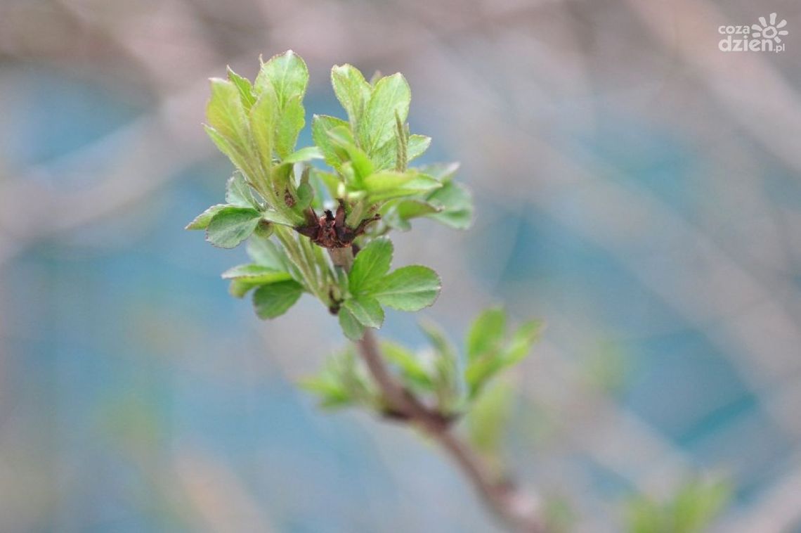 Miejscy drogowcy ogłosili konkurs! Miejscy drogowcy ogłosili konkurs!