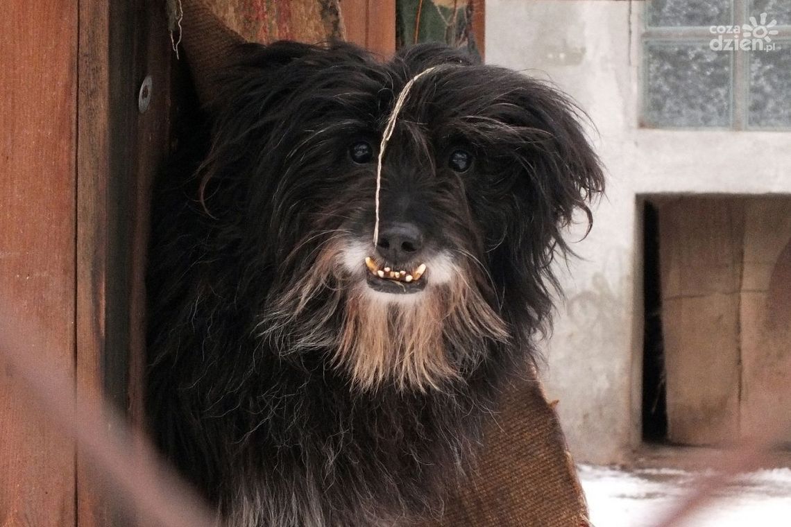 Mikołaj dla zwierząt