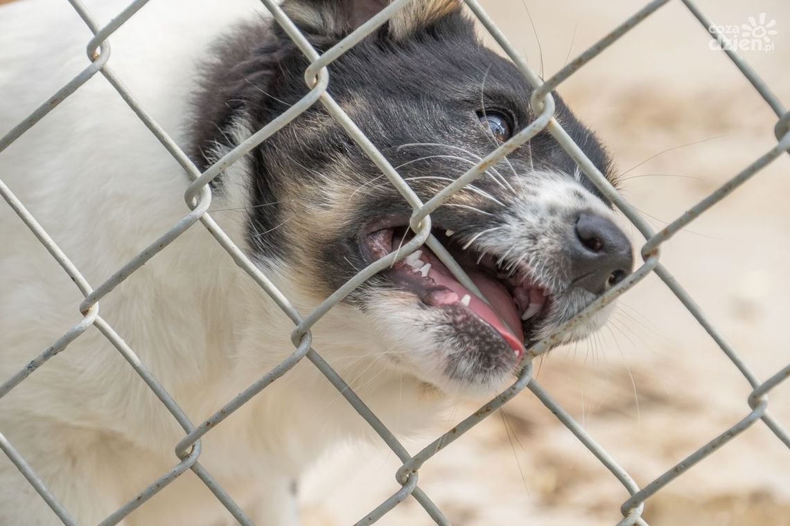 „Mikołaj dla zwierząt” - przynieś karmę, koc