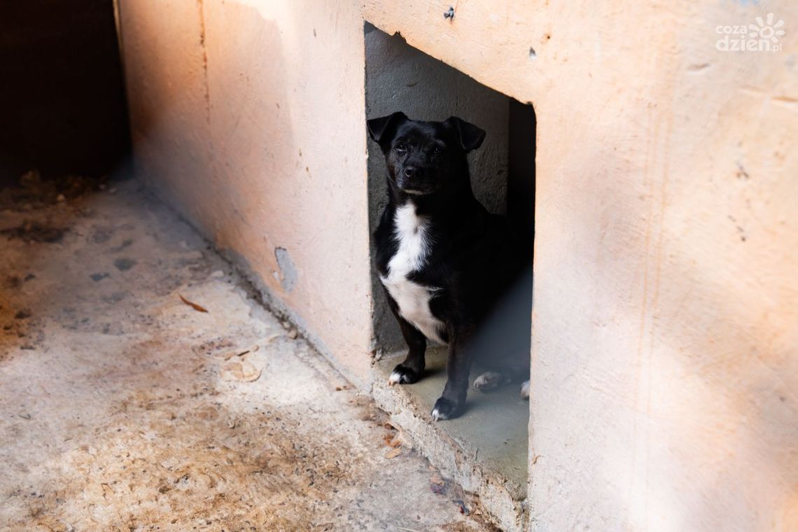 Mikołajki w schronisku. Dołączysz? Mikołajki w schronisku. Dołączysz?