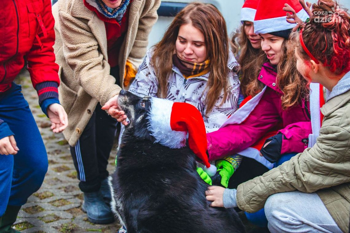 Mikołajkowe prezenty dla zwierzaków 