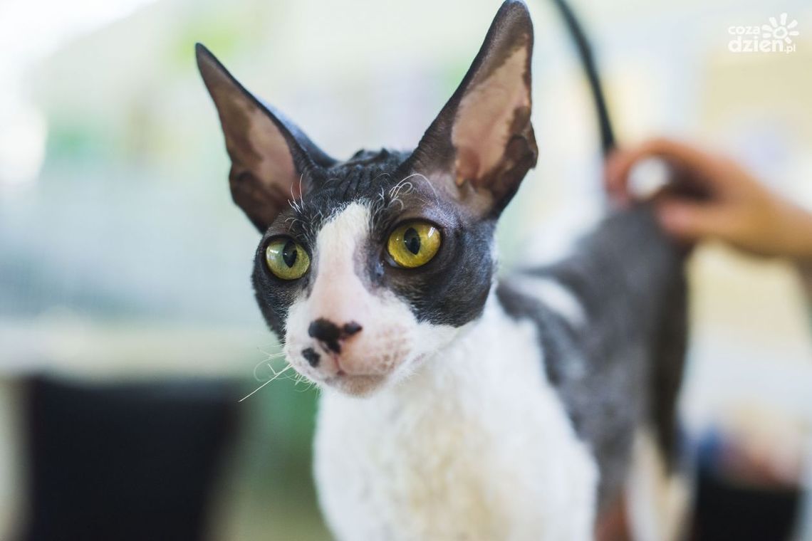 Minął weekend! Tak było! Zobacz zdjęcia