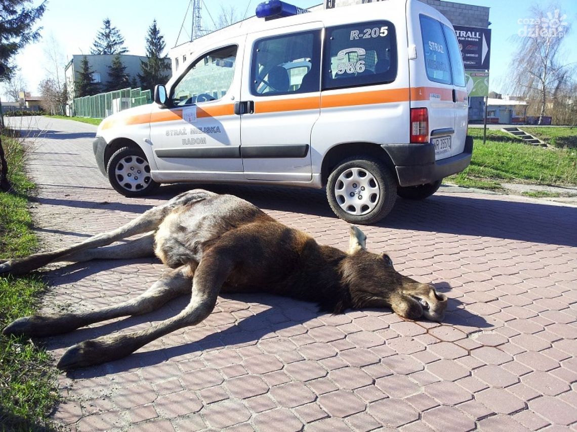 Młody łoś błąkał się po Radomiu i padł