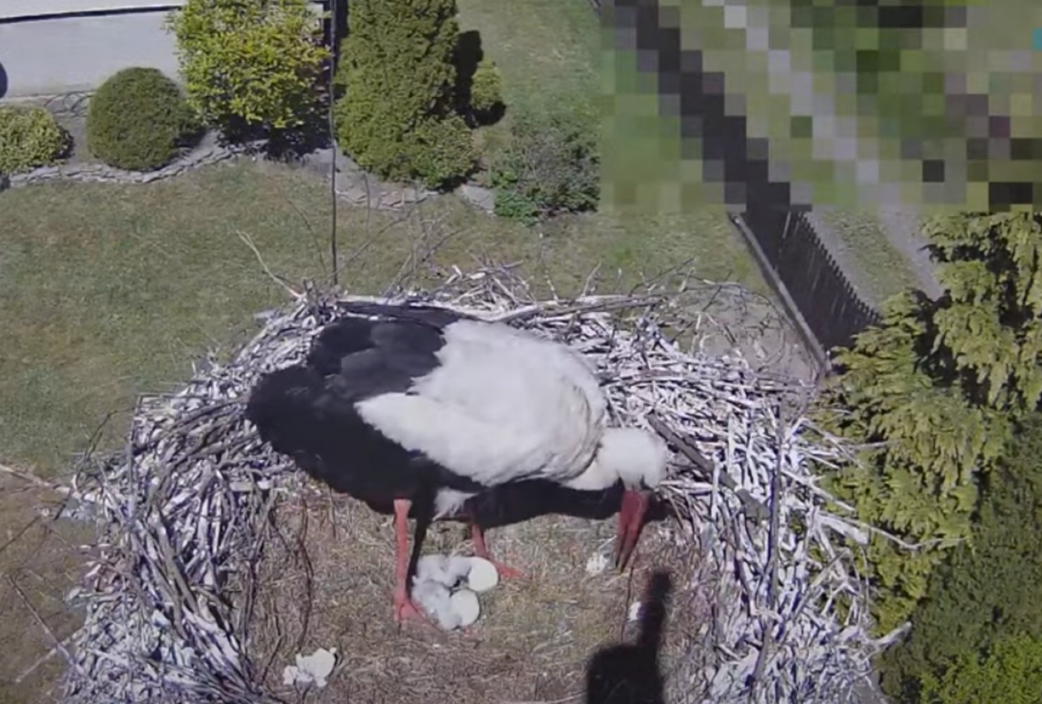 Molendy. Bociania rodzina się powiększyła