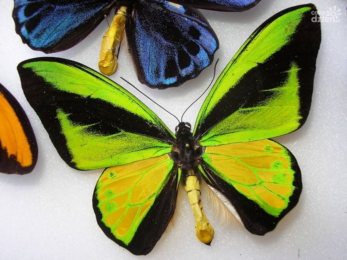 Motylem jestem... Motylem jestem...