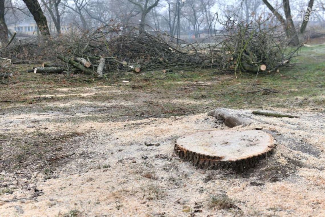 Można ciąć drzewa, ale...