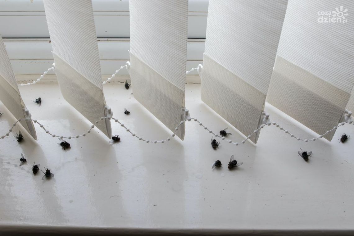 Muszki, osy i szerszenie – jak sobie z nimi poradzić?