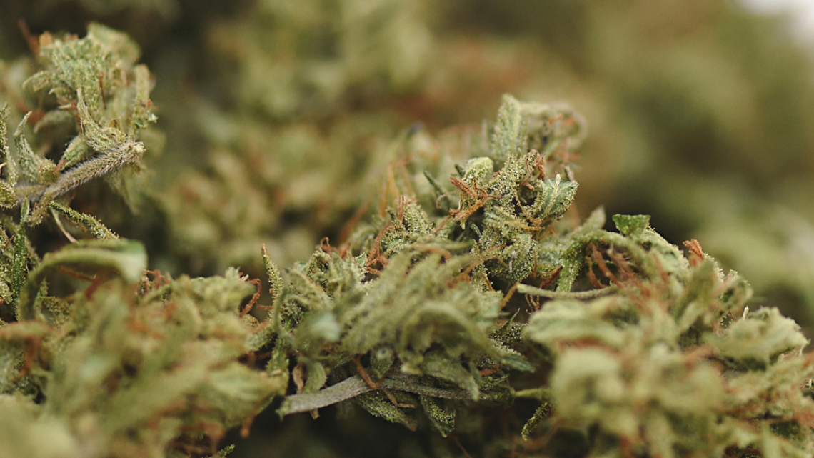 Na co i jak działa susz CBD? Na co i jak działa susz CBD?