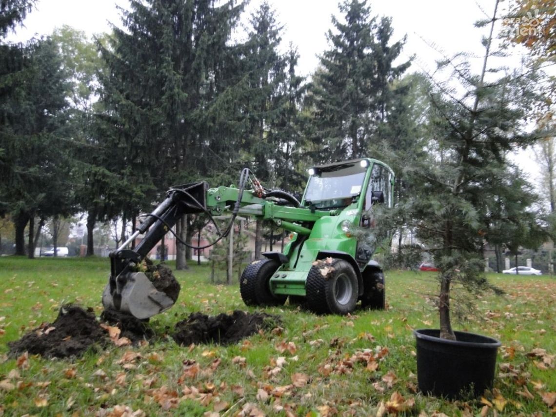 Na Glinicach sadzą jodły i buki za 6 tysięcy Na Glinicach sadzą jodły i buki za 6 tysięcy