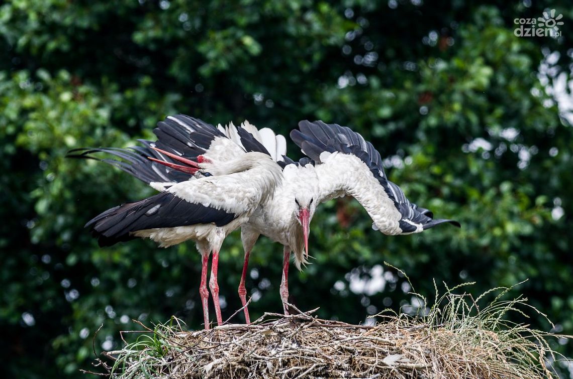 Na początek ptaki bez zanęty