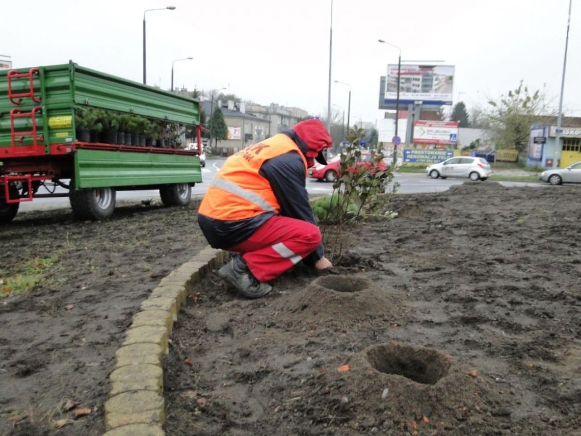 Na rondzie krzewuszki