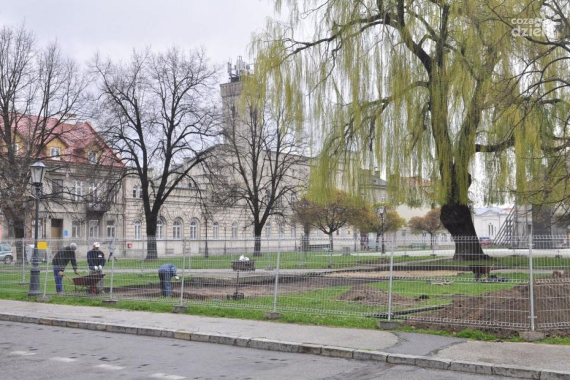 Na rynku ruszyły wykopaliska. Wierzba zostaje