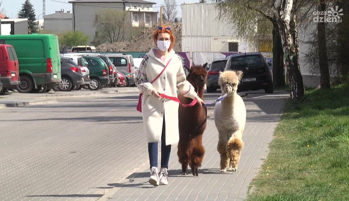 Na spacer z alpakami