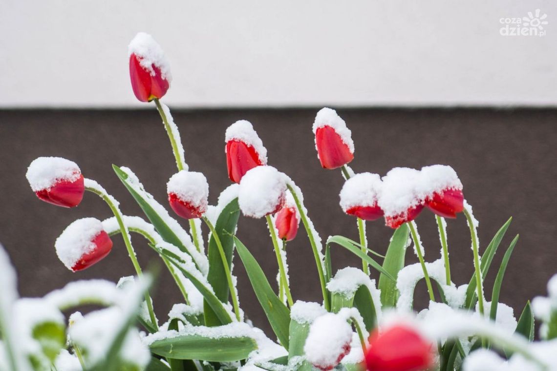 Nadchodzą silne mrozy. Sprawdź pogodę na najbliższe dni