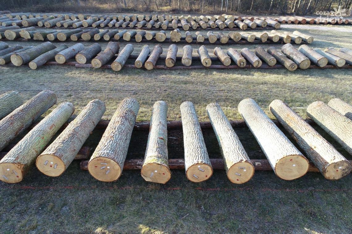 Najlepsze drewno z regionu sprzedane Najlepsze drewno z regionu sprzedane