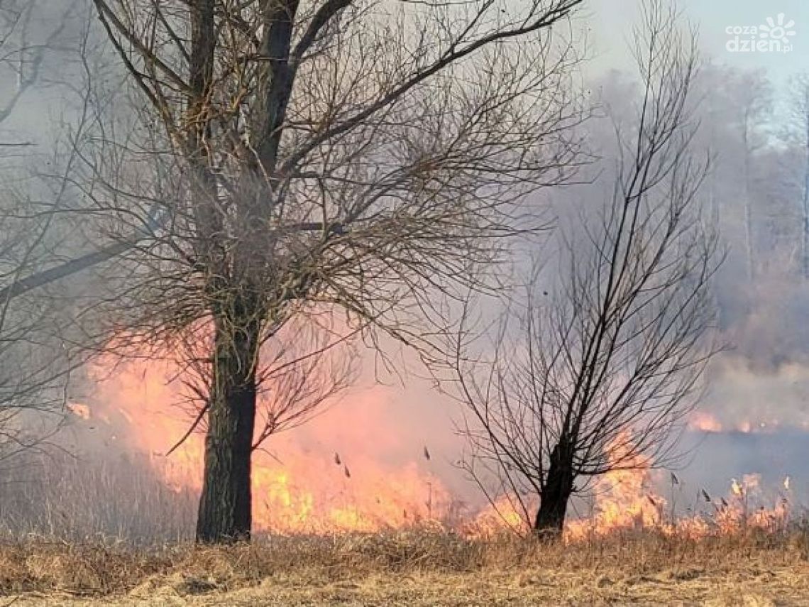 Nastolatkowie na wagarach podpalili trawę