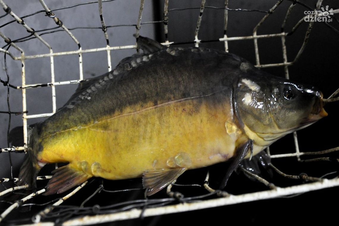 Nawet 18 zł za kilogram karpia. Ile kosztuje i gdzie go kupić?