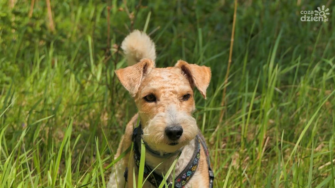 Nawozy jesienne do trawników, czyli jak zadbać o ogród przed zimą?
