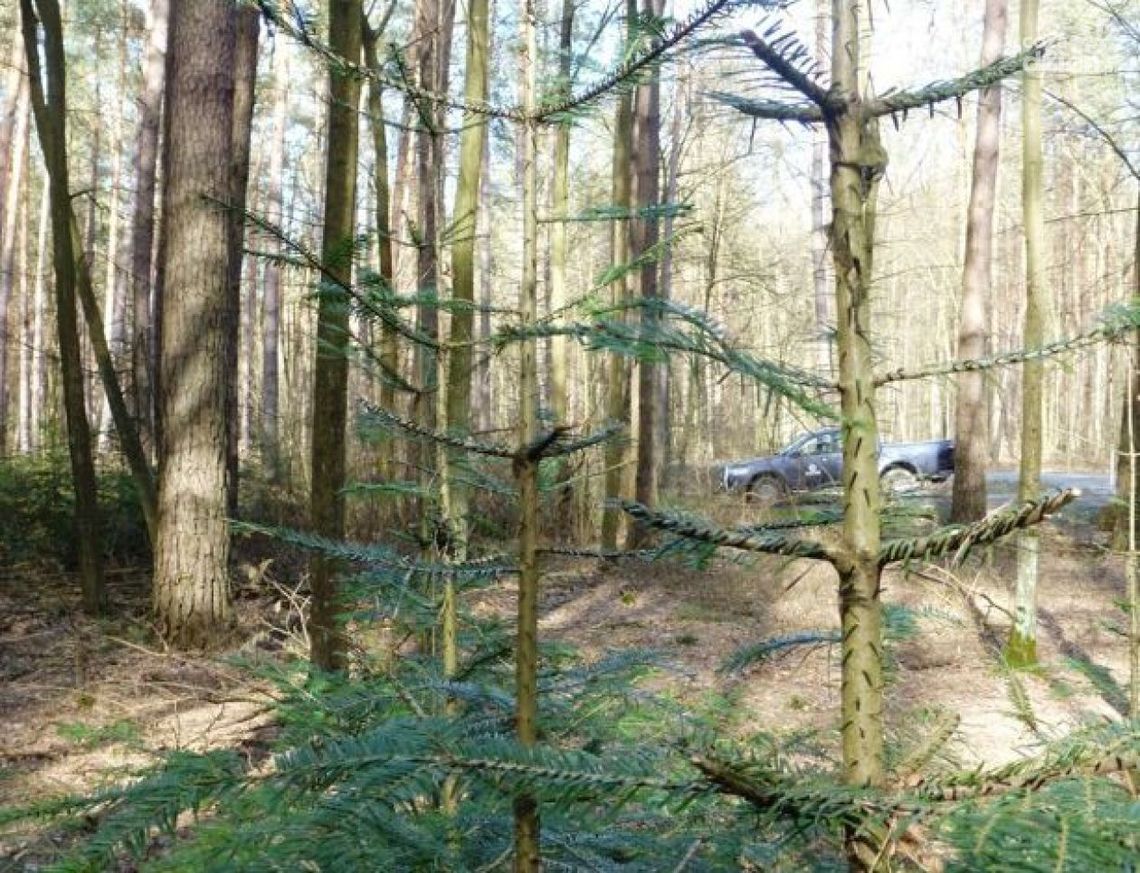 Nie kradnij gałęzi z lasu Nie kradnij gałęzi z lasu