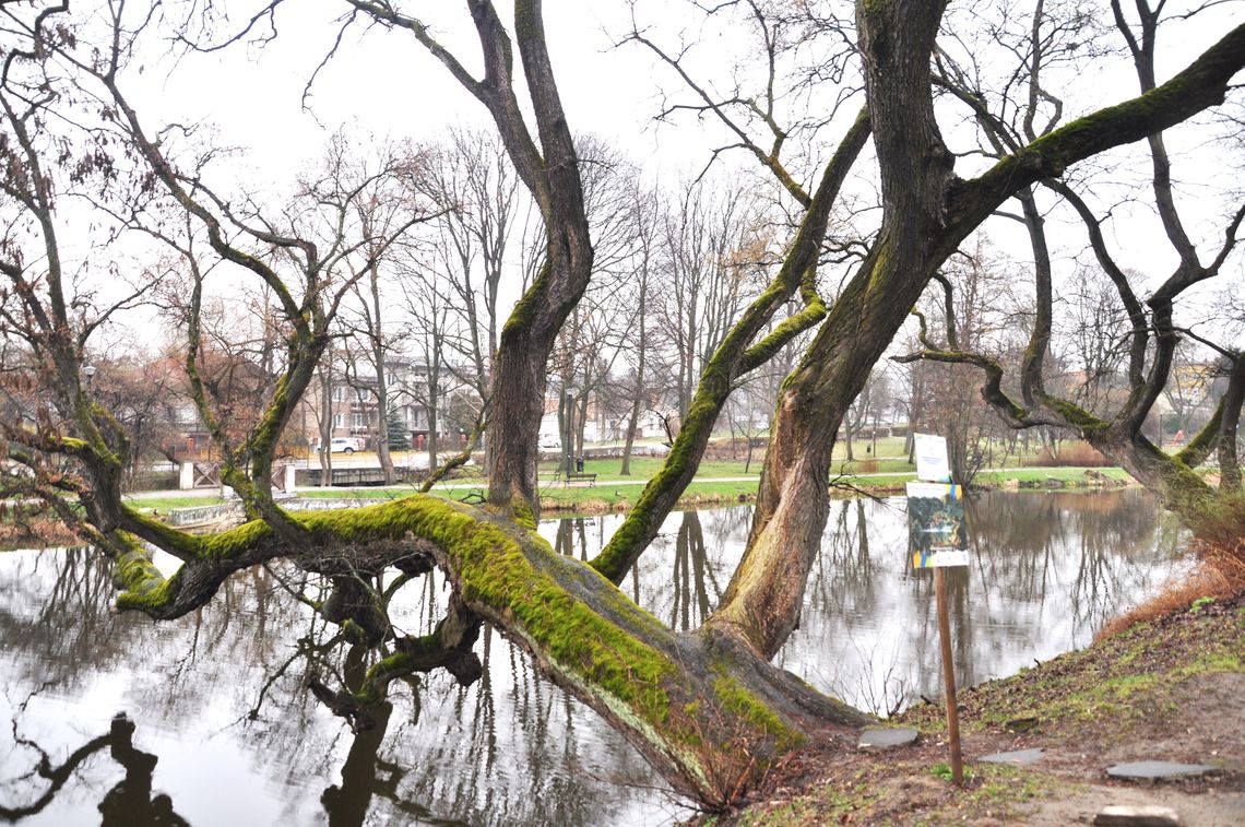 Krzywe drzewo w Szydłowcu