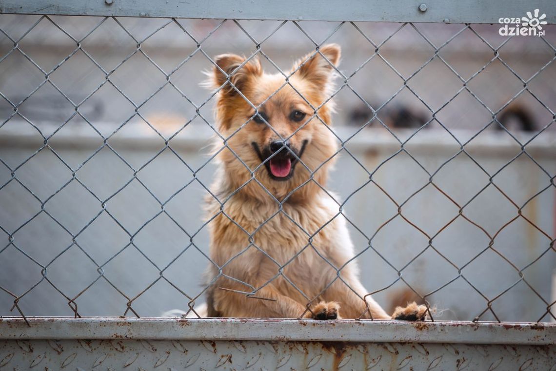 Nie wyrzucaj! Zaadoptuj