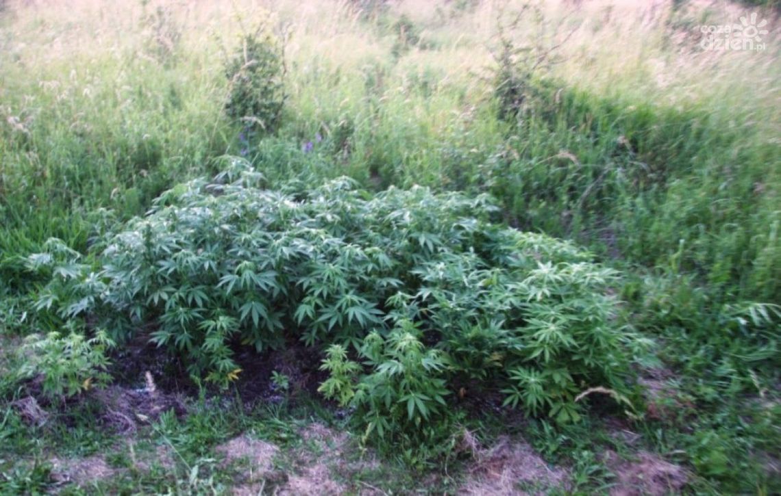 Nielegalna plantacja konopi w Szydłowcu