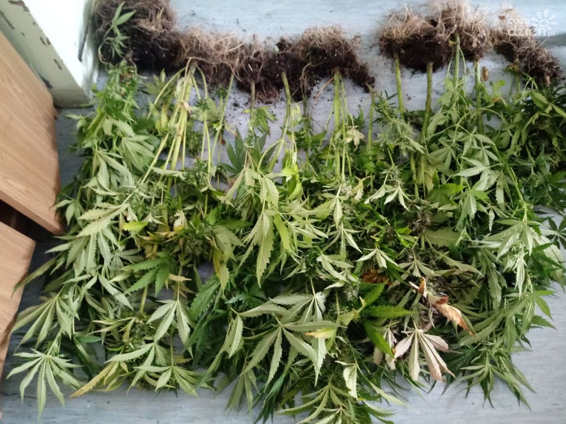 Nielegalna plantacja marihuany