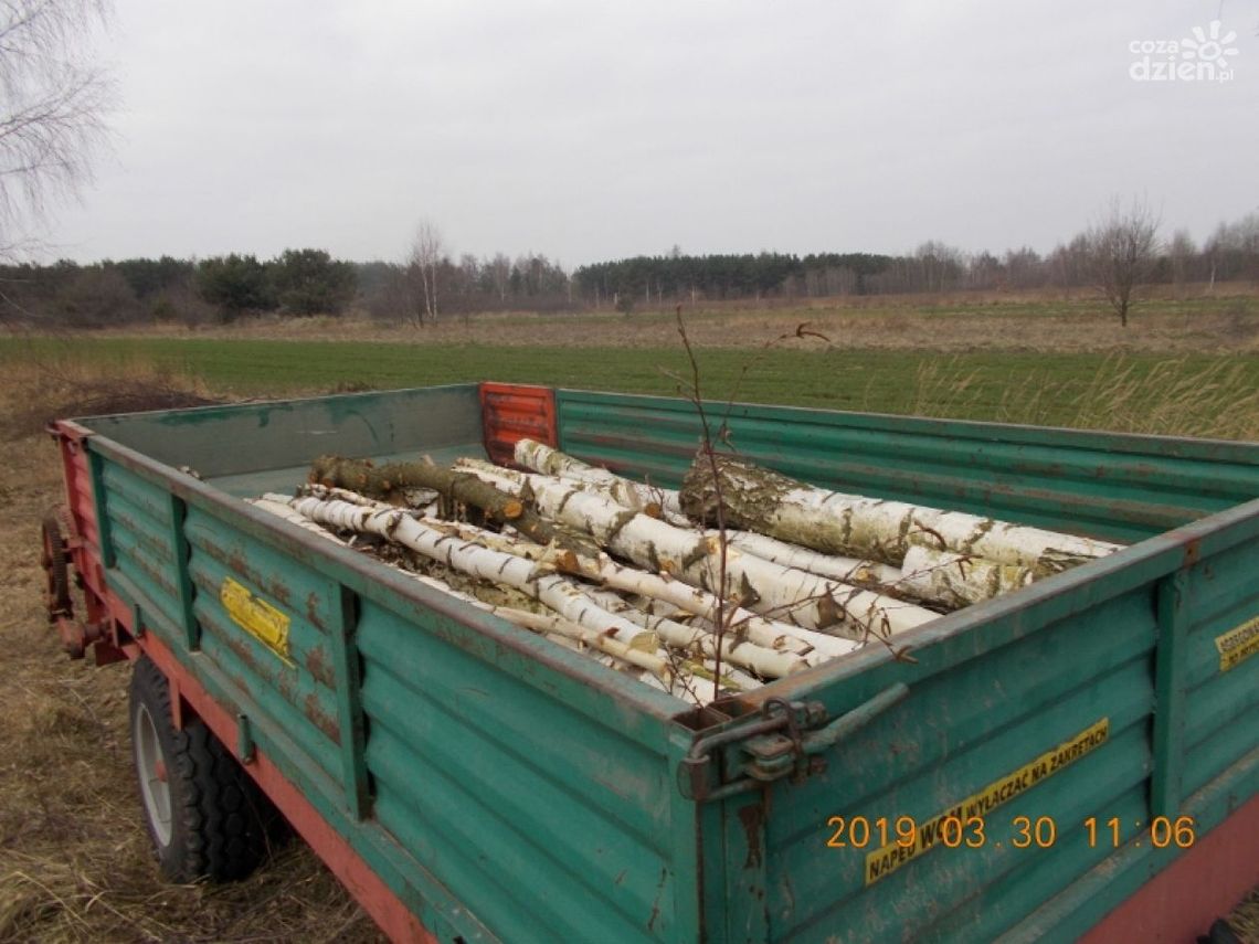 Nielegalnie wycinali drzewa