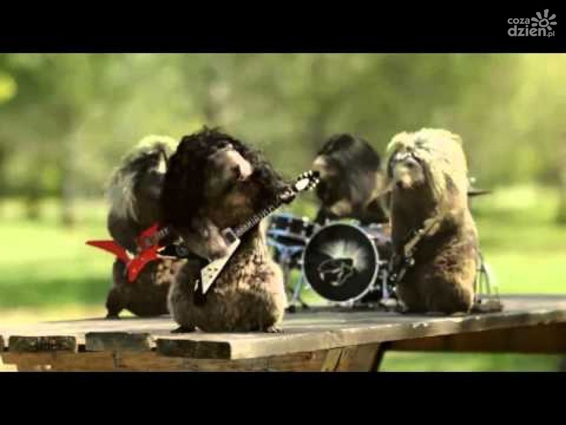 NIESAMOWITA REKLAMA FRANCUSKIEJ TV!