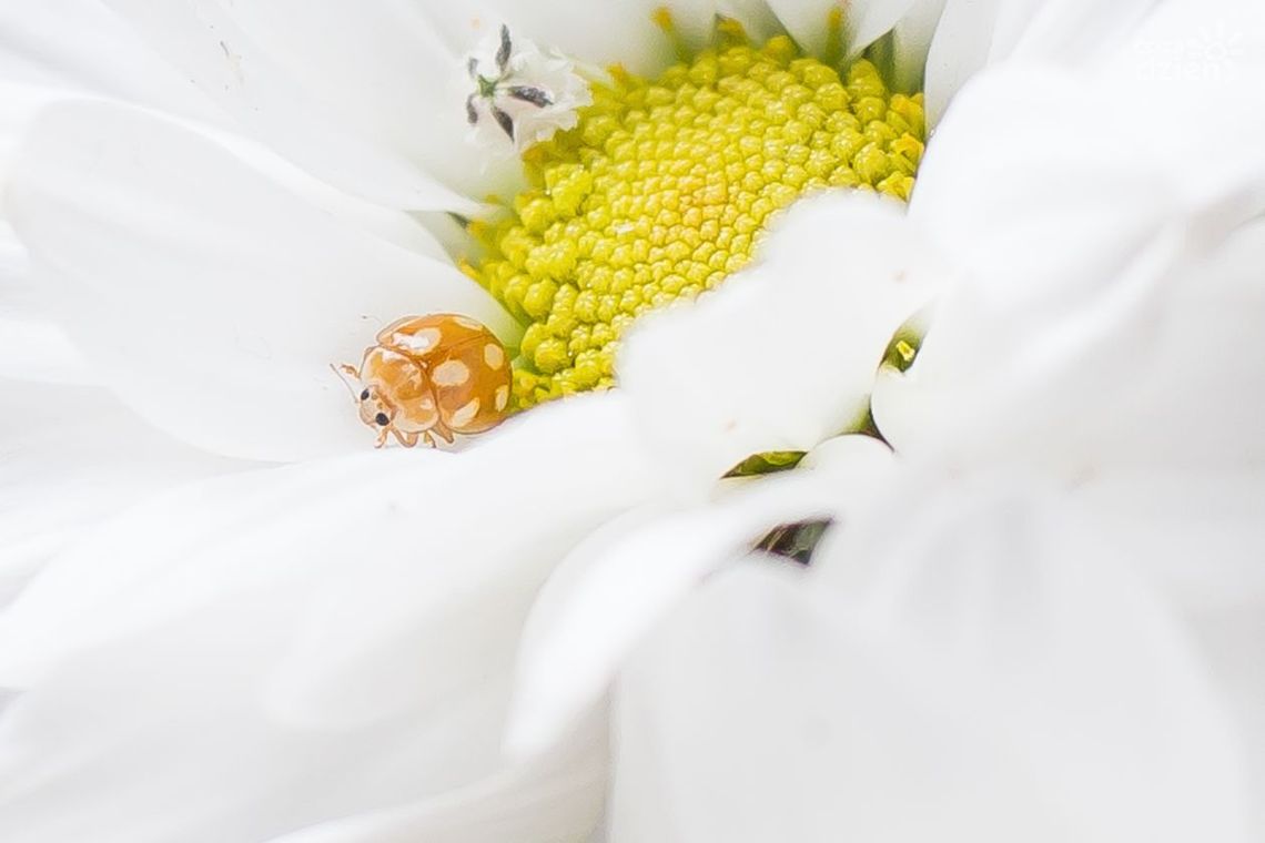 Niesamowite zdjęcia przyrody! Zobacz koniecznie!
