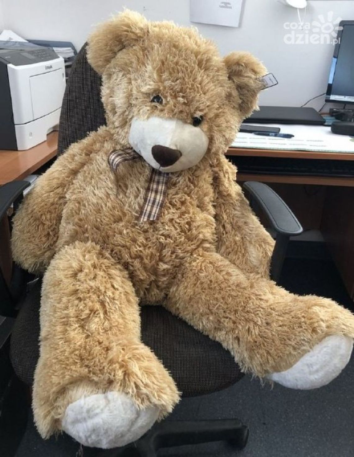 Nietypowa interwencja grójeckich policjantów. Ratowali leżącego na drodze... niedźwiedzia Nietypowa interwencja grójeckich policjantów. Ratowali leżącego na drodze... niedźwiedzia