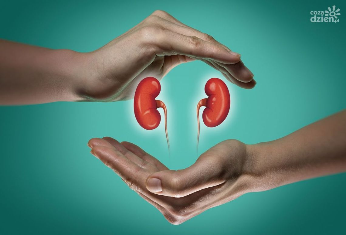 Niewydolność nerek - sprawdź czy jesteś w grupie ryzyka Niewydolność nerek - sprawdź czy jesteś w grupie ryzyka