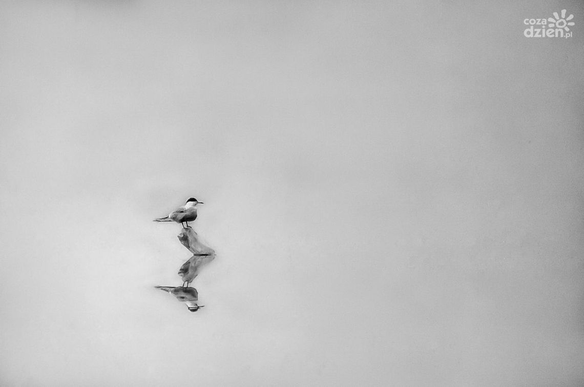 Nowa wystawa fotografii w Galerii Kina Helios Nowa wystawa fotografii w Galerii Kina Helios