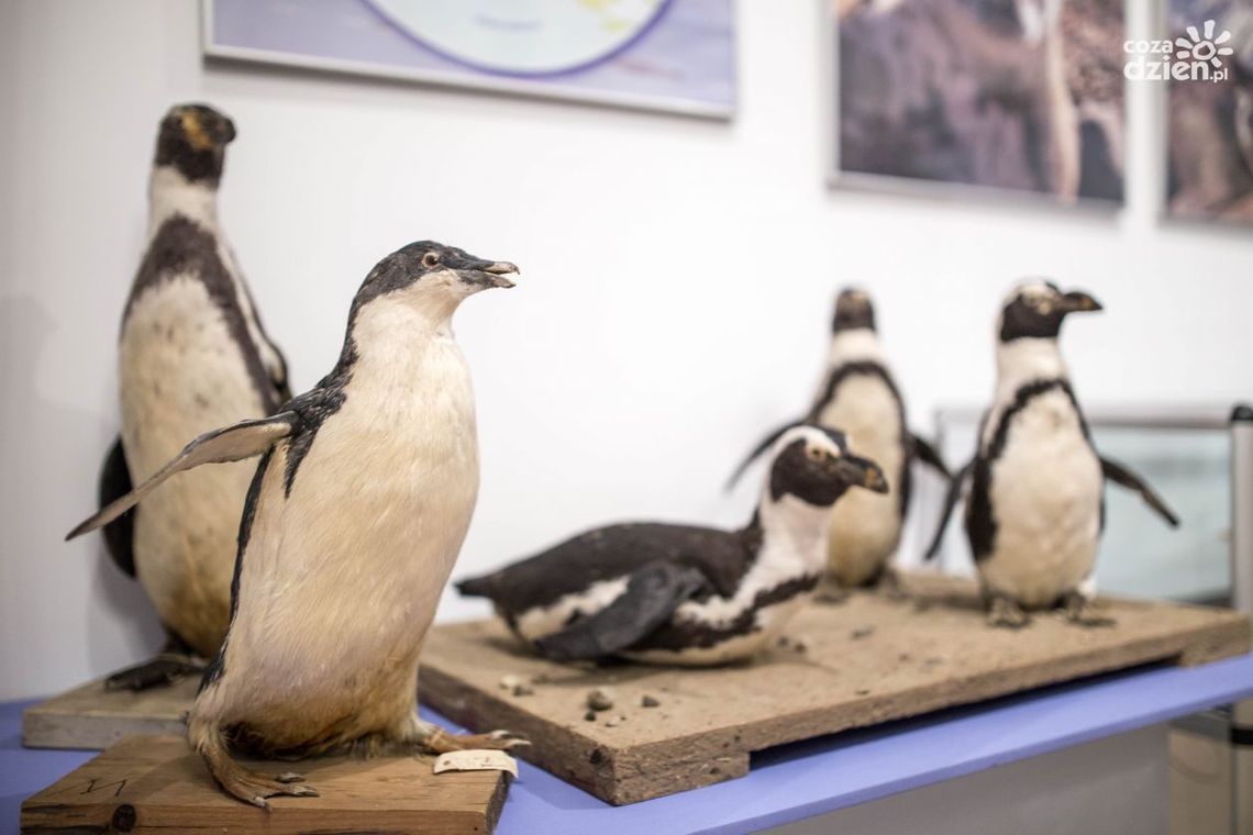 Nowa wystawa w "Malczewskim"