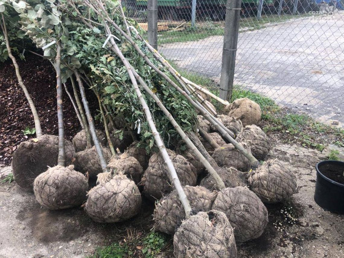 Nowe drzewa w Radomiu