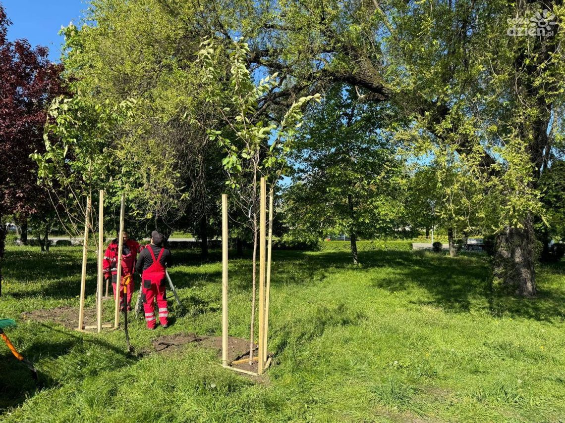 Nowe drzewa w Radomiu