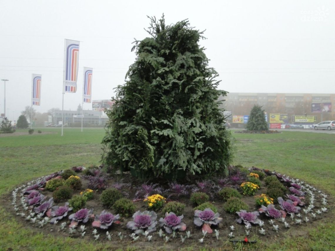 Nowe drzewka na rondach? Nie, to tylko ozdoby