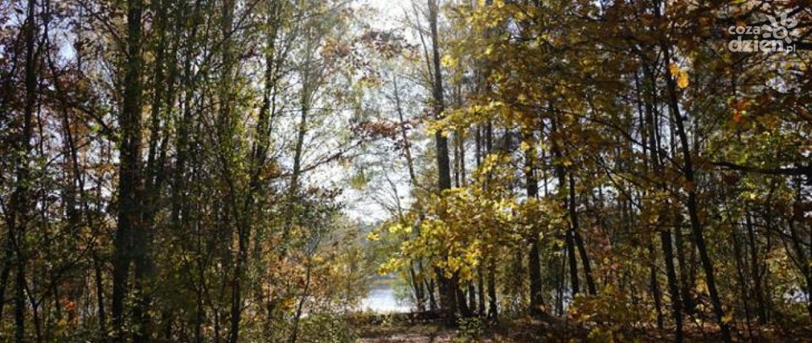 Nowe szlaki w rezerwacie przyrody Jedlnia im. Andrzeja Kowalczewskiego